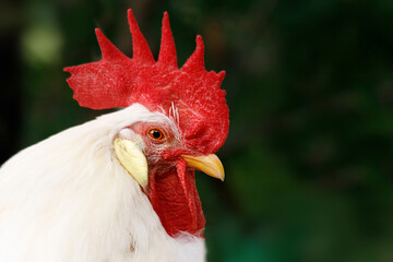 Poster - beautiful rooster with red comb close-up in nature