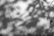 shadow tree with leaves on a gray background. abstract image