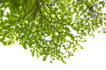 green leaf or branch isolated on white background.