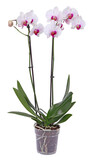 Fototapeta Storczyk - Orchidée phalaenopsis 2 tiges blanche et rose
