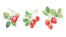 Strawberry, Red Berries, Strawberries With Leaves,sweet Food,  Watercolor Illustration 