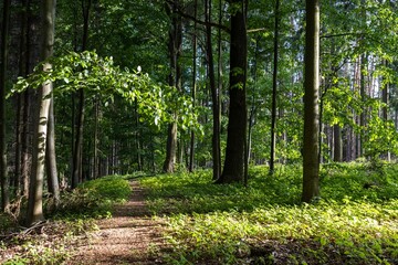Naklejka na meble Forrest