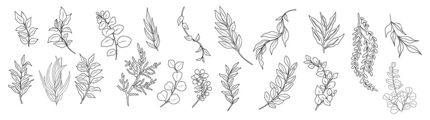 Line art eucalyptus branches and leaves set. Outlined vintage botanical illustrations, transparent background.  PNG. Trendy greenery elements for logo, tattoo, packaging, wedding invitations, stickers