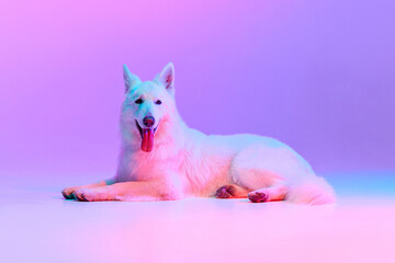 Studio shot of beautiful White Swiss Shepherd Dog posing, lying on floor isolated over gradient pink purple background in neon light. Concept of motion, action, pets love, animal life, domestic animal