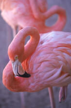 A Pink Flamingo Cleans Its Feathers In The Bahamas.