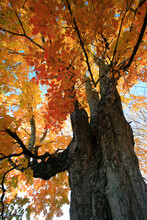 A Sugare Maple In Autumn Foliage