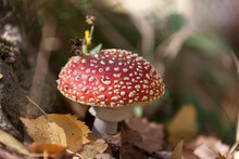 Close-up Of A Red Fly Agaric (Amanita Muscaria) Mushroom In Forest