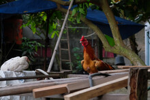 Red Rooster Perched On Wood In Yard