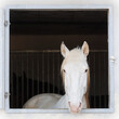 ein weißes Pferd mit sehr schönem Kopf schaut aus einem Stallfenster, das Bild ist ein Quadrat