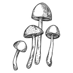 Wall Mural - Narcotic mushroom engraving PNG illustration with transparent background