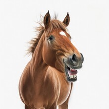 Portrait Of A Friendly Laughing Horse Smiling Isolated On A White Background, Generative Ai