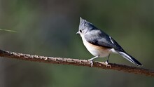 Tufted Titmouse On A Thin Pine Limb In The Woods