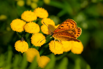 Wall Mural - The scarce copper (Lycaena virgaureae) - orange butterfly