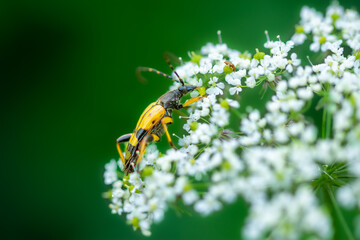 Wall Mural - Macro of Rutpela maculata, the spotted longhorn, yellow-black beetle