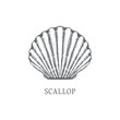 Scallop vector sketch. shell