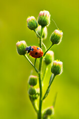 Wall Mural - Seven spot lady bug on a flower