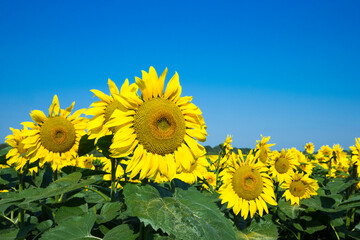 Fotomurales - Sunflower field with cloudy blue sky