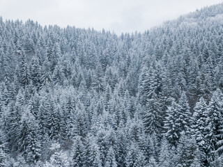 Wall Mural - Aerial view of snow covered spruce forest in the mountains. Copy Space.