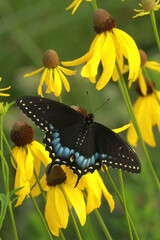 Poster - Eastern black swallowtail female (papilio polyxenes) on yellow coneflower