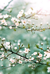 Wall Mural - flowering branches and petals on a blurred background,