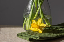 Single Yellow Narcissus Or Daffodil Flower Lies On Green Towel Near The Glass Vase With Flower Stems. Spring Still-life.