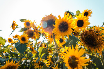 Wall Mural - Sunflowers in the garden during the day