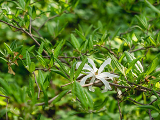 Wall Mural - White flower of Magnolia stellata, sometimes called the star magnolia. Natural spring background with flowers in bloom.