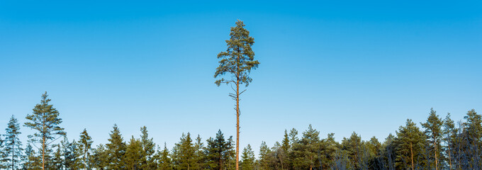 Wall Mural - panoramic view on the forest and single pine who stand out on the blue sky
