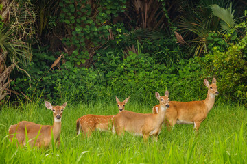 Four wild white-tailed deer (binomial name: Odocoileus virginianus), including a fawn, standing still together, watchful, at edge of dense woods in a park on a summer afternoon in southwest Florida