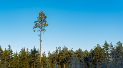 Wall Mural - view on the forest and single pine who stand out on the blue sky