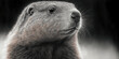 a marmot in black and white. banner. Generative AI