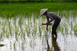 © robertharding - Silhouette of an Asian woman planting rice seedlings in a paddy field, agriculture, Hoi An, Vietnam, Indochina, Southeast Asia, Asia