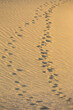 footprints on sand dunes/beach
