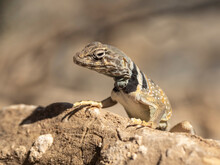 Desert Collared Lizard (Crotaphytus Bicinctores), Mosaic Canyon Trail, Death Valley National Park, California, United States Of America, North America