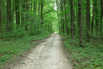  Forest trees. nature green wood sunlight backgrounds