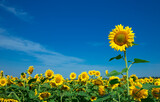Fototapeta Kwiaty - yellow sunflower over blue sky