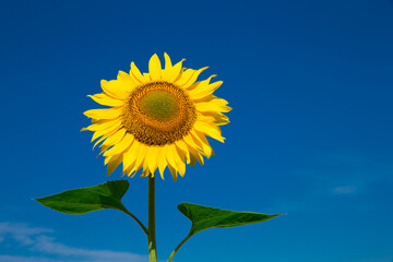 Fotomurales - yellow sunflower over blue sky