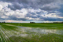 Fields And Rice Fields On A Summer Day, Under A Stormy Sky, Novara, Po Valley, Piedmont, Italy, Europe