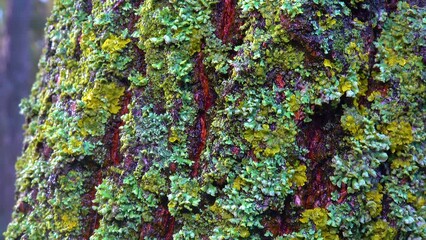 Wall Mural - Lichens overgrown tree trunk, symbiosis of fungus and algae, indicator species, Slider shot