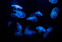 Blue Jellyfish On A Black Background