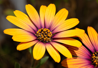 yellow flower