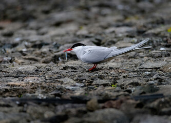 Wall Mural - Arctic Tern