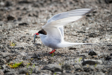 Wall Mural - Arctic Tern