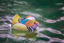 Mandarin Duck Male Drake In Green Water