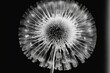  a black and white photo of a dandelion flower with a black and white photo of the flower in the center of the dandelion.  generative ai