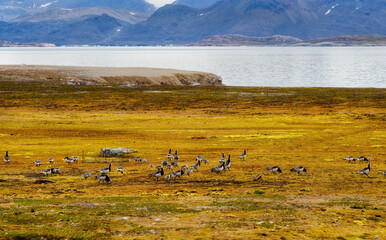 Wall Mural - Barnacle Geese with chicks