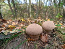 Caps Of Two Rain Mushrooms