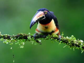 Collared Aracari portrait on mossy stick against dark green background