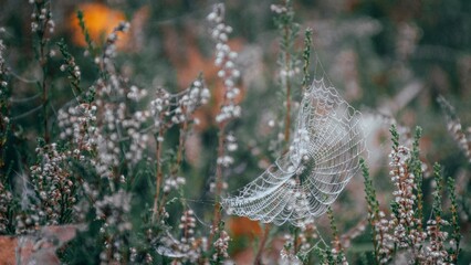dew on the web