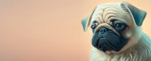 Close Up Of A Pug Dog With A Pastel Background. Dog Fashion Photo. Generative AI